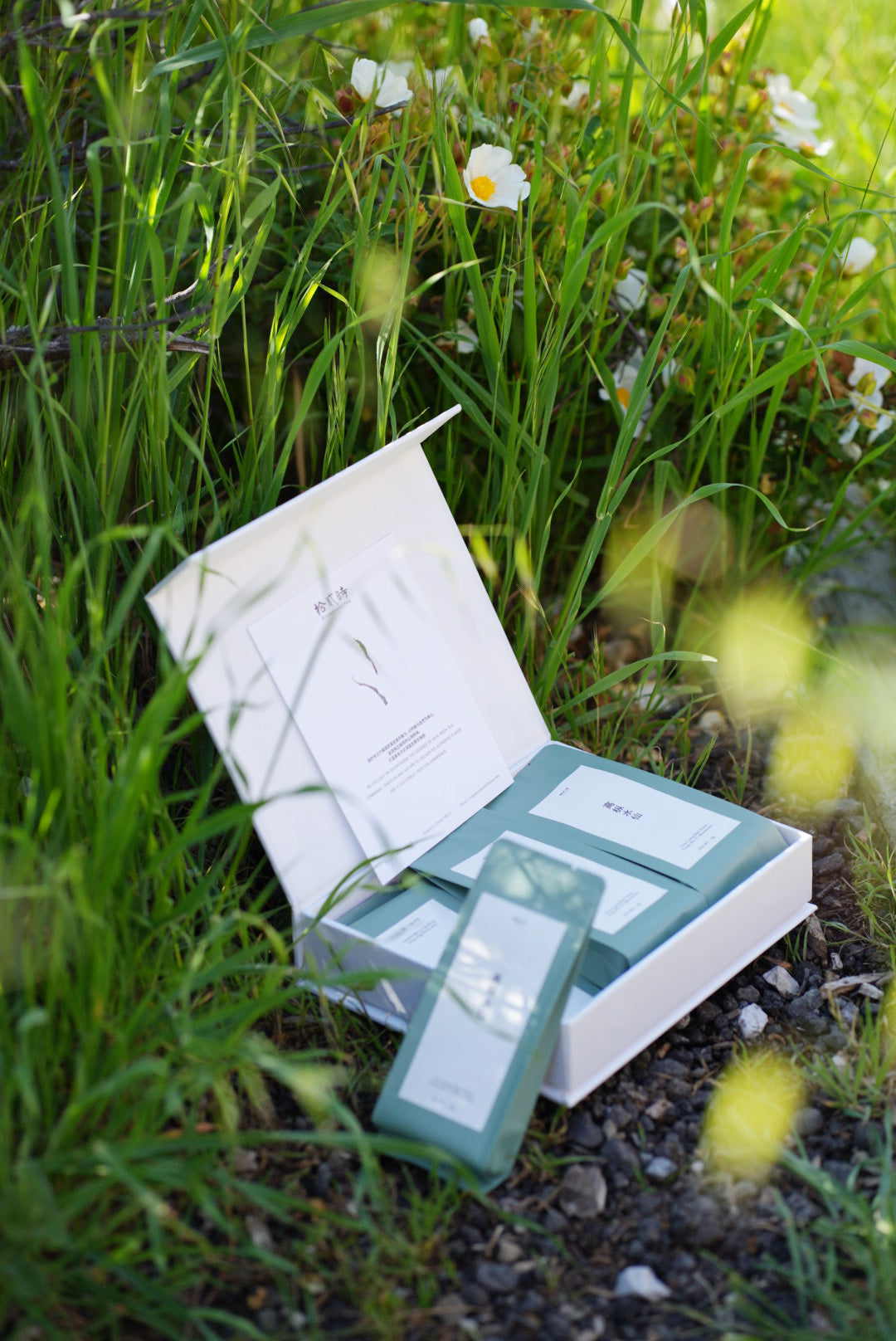 高丛水仙 Gao Cong Shui xian